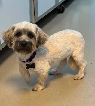 Mickey -  Shih Tzu Dog Available for Adoption - Mickey | PetCurious