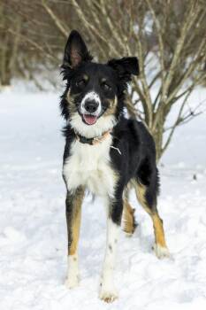 Rescue Border Collie Dogs for Adoption in Clinton, Utah - Kodiak | PetCurious