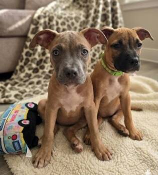 Natalie -  American Staffordshire Terrier Dog for Adoption in Sedalia, Colorado - Natalie | PetCurious