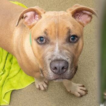 BO -  Pit Bull Terrier and Mixed Breed Dog for Adoption in St. Louis, Missouri - BO | PetCurious