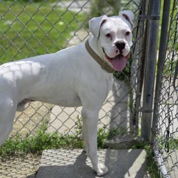 Bucky -  Boxer Dog for Adoption in Pittsford, Vermont - Bucky | PetCurious