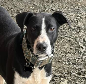 Catahoula Leopard Dog and American Staffordshire Terrier Dogs Available for Adoption - Abbey  | PetCurious