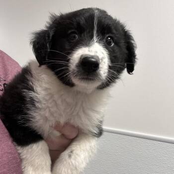 Mixed Breed Dogs Available for Adoption in Tulsa, Oklahoma - Jacob | PetCurious