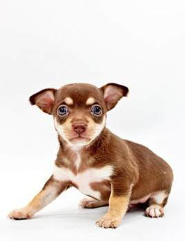 Chihuahua and Mixed Breed Dogs Available for Adoption in Morton Grove, Illinois - Damon | PetCurious