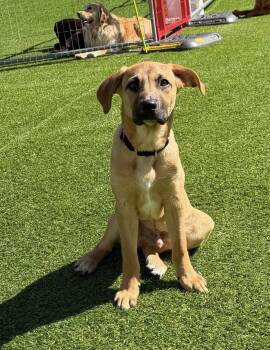 Hound Dogs Available for Adoption in Kutztown, Pennsylvania - Mikey | PetCurious