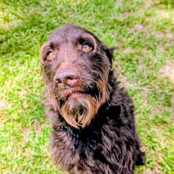Chocolate Labrador Retriever and Standard Poodle Dogs Available for Adoption in Houston, Texas - Lincoln | PetCurious