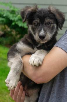 Brynlee -  Border Collie and Australian Cattle Dog Blue Heeler Dog for Adoption in Bend, Oregon - Brynlee | PetCurious