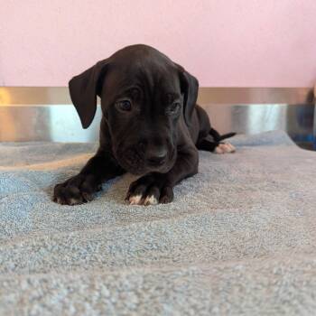 Rescue Mixed Breed Dogs for Adoption in Loxahatchee Groves, Florida - Pup 5 | PetCurious