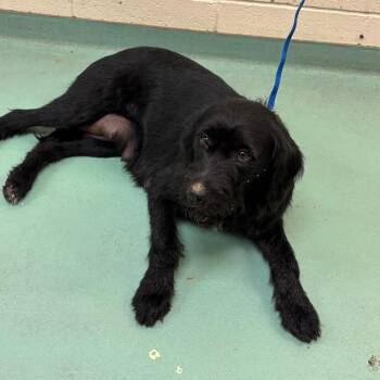 Mixed Breed Dogs Available for Adoption in Memphis, Tennessee - Celeste | PetCurious
