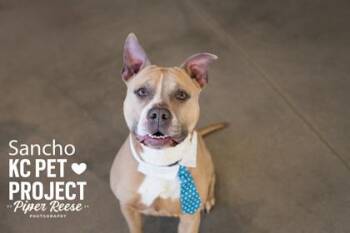 Pit Bull Terrier and Mixed Breed Dogs Available for Adoption in Kansas City, Missouri - Sancho | PetCurious