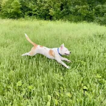Hensley -  Staffordshire Bull Terrier and Husky Dog for Adoption in Chaska, Minnesota - Hensley | PetCurious