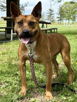 Berry -  Mixed Breed Dog for Adoption in Cincinnati, Ohio - Berry | PetCurious