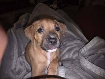 Mixed Breed Dogs Available for Adoption - Campari | PetCurious