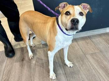 BLISS -  Mixed Breed Dog for Adoption in Rowlett, Texas - BLISS | PetCurious