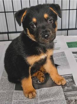 Draven -  Labrador Retriever Dog for Adoption in Manchester, Connecticut - Draven | PetCurious