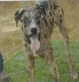 Standard Poodle and Mixed Breed Dogs Available for Adoption in Daytona Beach, Florida - Twinjamin - 2 | PetCurious