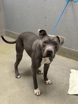 Pit Bull Terrier Dogs Available for Adoption - MAVERICK | PetCurious