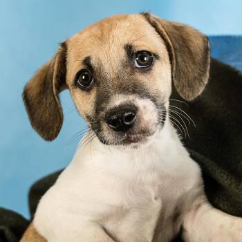Rescue Beagle and Retriever Dogs for Adoption in Minneapolis, Minnesota - Radley | PetCurious
