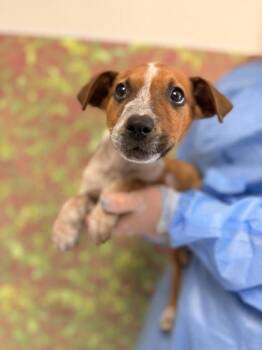 Cattle Dog and Mixed Breed Dogs Available for Adoption in San Antonio, Texas - Hank | PetCurious