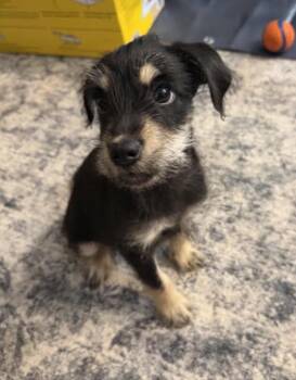 Chewy -  Chihuahua and Terrier Dog for Adoption in Seattle, Washington - Chewy | PetCurious