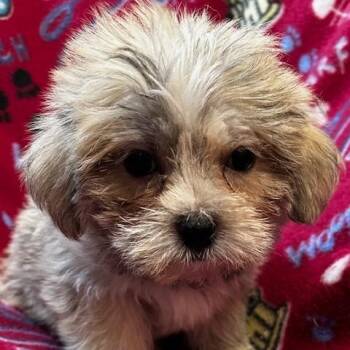 Baloo -  Shih Tzu and Yorkshire Terrier Dog for Adoption - Baloo | PetCurious