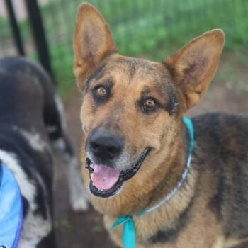 MAVERICK -  German Shepherd Dog Dog for Adoption in San Antonio, Texas - MAVERICK | PetCurious
