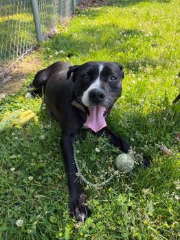 Pit Bull Terrier Dogs Available for Adoption in Benton Harbor, Michigan - Cucumber | PetCurious