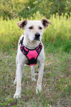 Anna - Foster to Adopt -  Labrador Retriever and Mixed Breed Dog for Adoption in Savage, Minnesota - Anna - Foster To Adopt | PetCurious