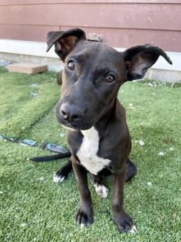 Rescue Mixed Breed Dogs for Adoption in Poughkeepsie, New York - Wendy | PetCurious