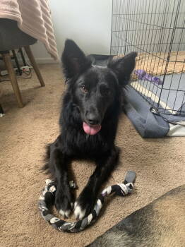 Rescue Border Collie Dogs for Adoption in Seattle, Washington - Yogi | PetCurious