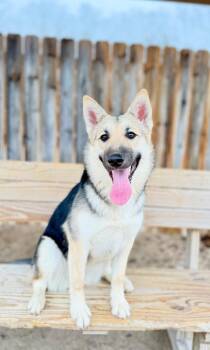 German Shepherd Dog Dogs Available for Adoption in Muskegon, Michigan - Darci | PetCurious