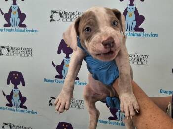 A599689 -  Pit Bull Terrier and Mixed Breed Dog for Adoption in Orlando, Florida - A599689 | PetCurious