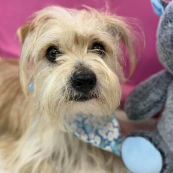 Twinkie -  Havanese and Mixed Breed Dog for Adoption in Tacoma, Washington - Twinkie | PetCurious