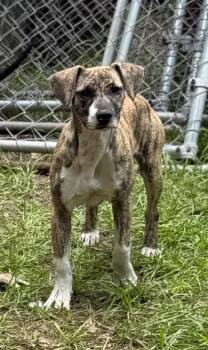 Bryne -  Jack Russell Terrier and Mixed Breed Dog for Adoption in Hortense, Georgia - Bryne | PetCurious