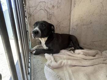 Hound and Pit Bull Terrier Dogs Available for Adoption in Oklahoma City, Oklahoma - A474108 | PetCurious
