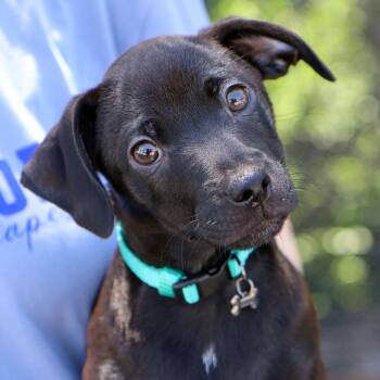 Ben (AO36694) -  Chihuahua Dog for Adoption in Kansas City, Kansas - Ben (AO36694) | PetCurious