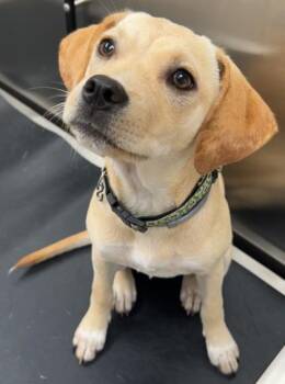 Mixed Breed Dogs Available for Adoption - Nilla Bean | PetCurious