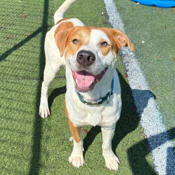 Huckleberry -  Mixed Breed Dog for Adoption in Memphis, Tennessee - Huckleberry | PetCurious