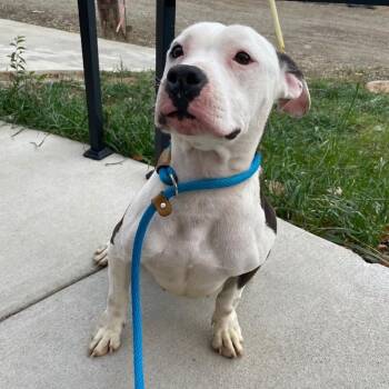 Pit Bull Terrier and Mixed Breed Dogs Available for Adoption - Petunia | PetCurious