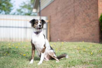 QUINN -  Australian Shepherd Dog for Adoption in Southaven, Mississippi - QUINN | PetCurious