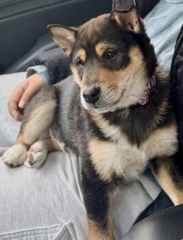 Shiba Inu Dogs Available for Adoption - Ranger | PetCurious