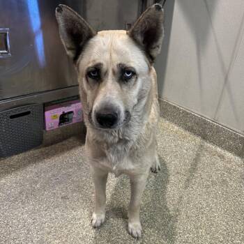IVHS-Stray-143161 -  Shepherd Dog for Adoption in San Gabriel, California - IVHS-Stray-143161 | PetCurious