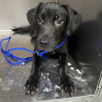 French Fry -  Labrador Retriever Dog for Adoption in Grand Rapids, Michigan - French Fry | PetCurious