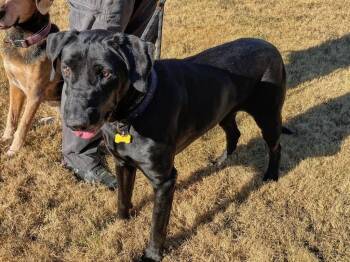 Max -  Labrador Retriever Dog for Adoption in Princeton, Massachusetts - Max | PetCurious