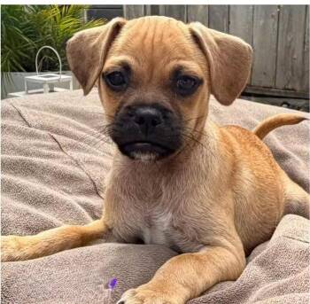 Bobby -  Pug Dog for Adoption in Larkfield-wikiup, California - Bobby | PetCurious