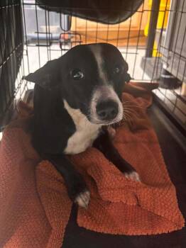 Annie Sue -  Chihuahua Dog for Adoption in Statesboro, Georgia - Annie Sue | PetCurious