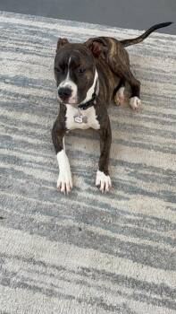 Courtesy - Breeze -  Boxer Dog for Adoption in Mobile, Alabama - Courtesy - Breeze | PetCurious