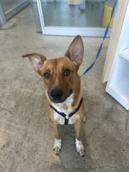 Rescue German Shepherd Dog and Mixed Breed Dogs for Adoption in Fort Worth, Texas - 59585594 | PetCurious