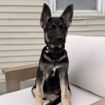 Barbie -  German Shepherd Dog and Akita Dog for Adoption in Van Horne, Iowa - Barbie | PetCurious