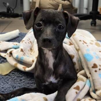 Stripes -  Chihuahua Dog for Adoption in Philadelphia, Pennsylvania - Stripes | PetCurious